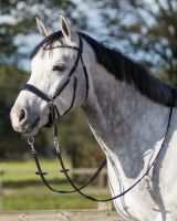 Bitless bridle Sunna