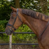 Bridle Orlando incl. reins