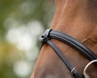 Flash noseband loop