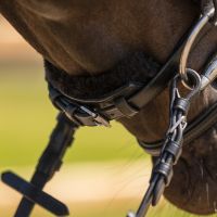 Bridle Sensisoft incl. reins