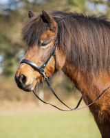 Bitless bridle Fjara Icelandic