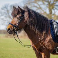 Bridle Fjara Icelandic