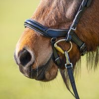 Bridle Fjara Icelandic