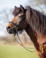 Bridle Fjara Icelandic