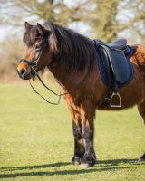 Bridle Fjara Icelandic