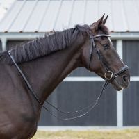 Low noseband