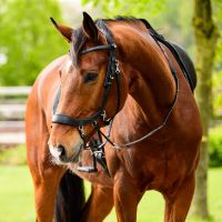 FayRein bitless with clip + stops(12.5cm)