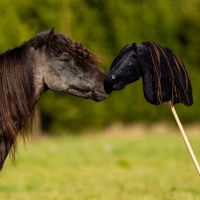 Nalanta Hobby horse