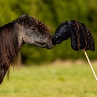 Nalanta Hobby horse