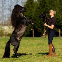 Nalanta Bitless bridle Hobby horse