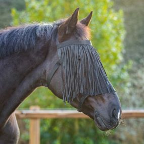 Field head collar with fly fringe Black Extra Full