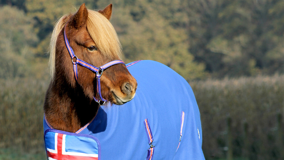 Icelandic horse