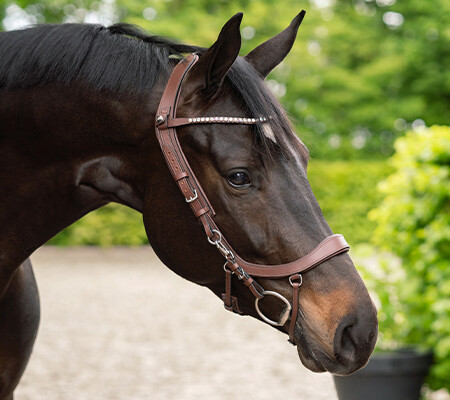 The noseband