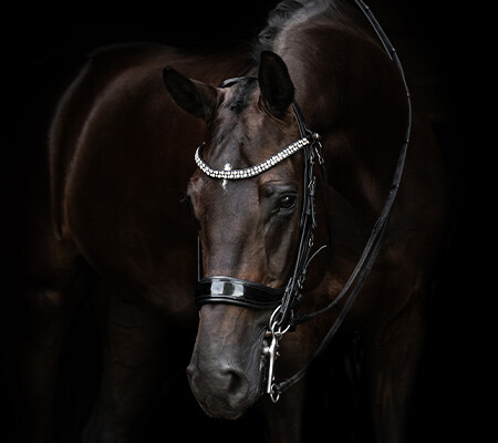 Weymouth bridle FayPerform Shine