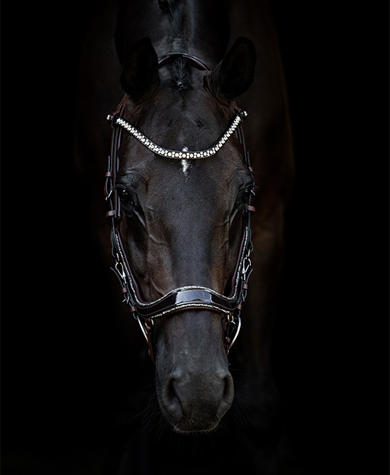 FaySport Glitter bridle