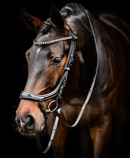 FaySport Glitter bridle