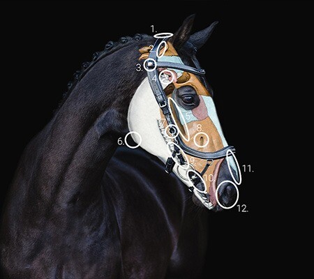 Twelve anatomical features