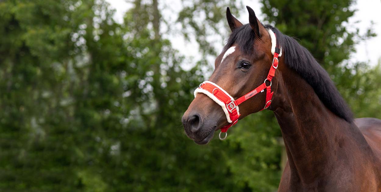 horsemanship musthaves