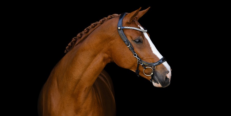 Bridle FaySport Shine | PresTeq Bridle FaySport Shine | PresTeq