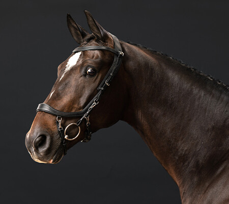 How to put the FaySport bridle on the alternative way to avoid pressure on the ears and mouth: