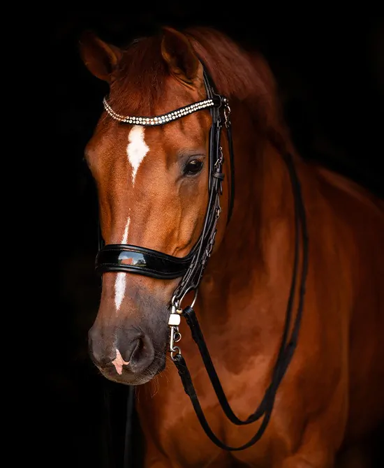 Weymouth bridle FayPerform Shine
