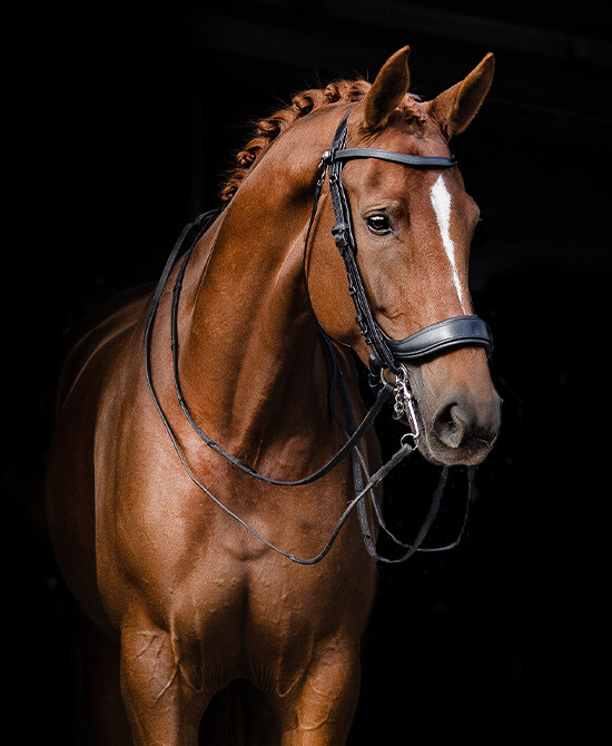 Weymouth bridle FayPerform