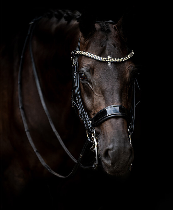 Weymouth bridle FayPerform Shine